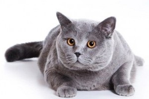 Obezitatea cauzată de pisici, tratamentul, prevenirea