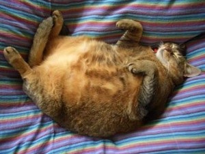 Obezitatea cauzată de pisici, tratamentul, prevenirea