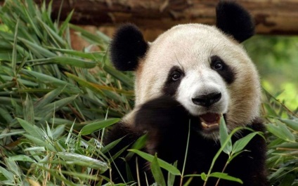 Panda étkezési bambusz Panda étkezési bármi lehet más, mint a bambusz fotó, videó