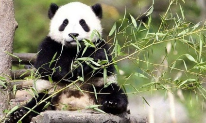 Panda étkezési bambusz Panda étkezési bármi lehet más, mint a bambusz fotó, videó