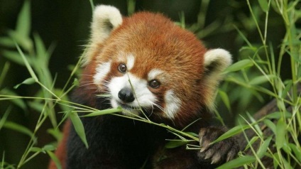 Panda mananca bambus poate fi panda mananca altceva decat fotografie de bambus, video