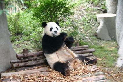 Panda étkezési bambusz Panda étkezési bármi lehet más, mint a bambusz fotó, videó