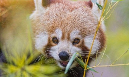 Panda mananca bambus poate fi panda mananca altceva decat fotografie de bambus, video