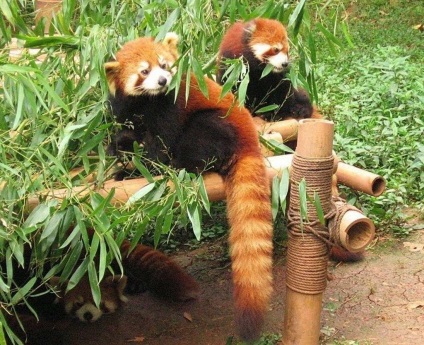 Panda mananca bambus poate fi panda mananca altceva decat fotografie de bambus, video