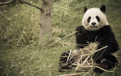 Panda étkezési bambusz Panda étkezési bármi lehet más, mint a bambusz fotó, videó