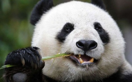 Panda mananca bambus poate fi panda mananca altceva decat fotografie de bambus, video