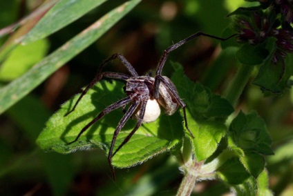 Spiderii fac cadouri pentru femele, pentru a nu fi mâncat