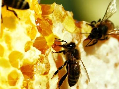 Lecții de albine despre munca grea și dragostea pentru părinți - povestiri - camera copiilor - articole - școala de bucurie
