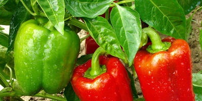 Pepperul are o îngrijire, plantare și creștere