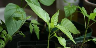 Pepperul are o îngrijire, plantare și creștere