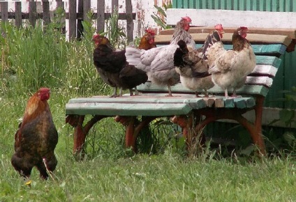 Rooster Cockerel - grăsimi interesante din viața capului unei familii de pui