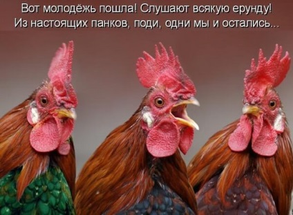 Kakas kakas - érdekes fátyol élet fejezetek csirke család