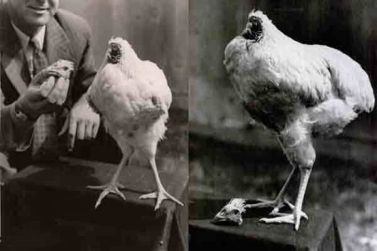 Rooster Cockerel - grăsimi interesante din viața capului unei familii de pui