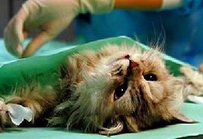 Pyometra la pisici simptome și pastile de tratament, medicamente, antibiotice, la domiciliu, iod