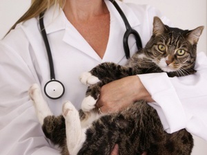 Beneficiile sterilizării portalului pisicilor despre animalele de companie