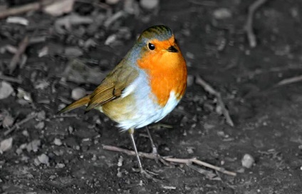 De ce robinul este numit de ce robinul a fost numit un robin