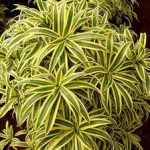 De ce dracaena cad din frunze, de ce nu se usucă dracaena și căderea frunzelor