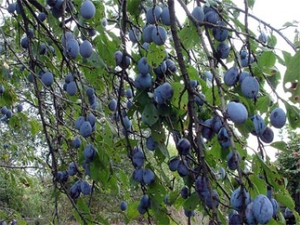 De ce prăjit prune scoarta