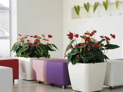 De ce în birou trebuie să fie neapărat plante de interior
