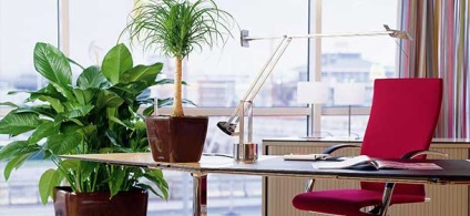 Miért van, hogy szobanövények az irodában