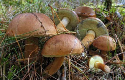 Descrierea ciupercii din Polonia unde se cultivă, cum se colectează, compoziția