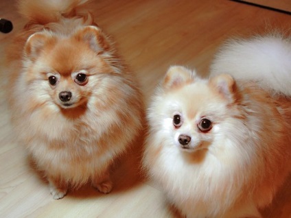 Pomeranian (Pomeranian Pomeranian)