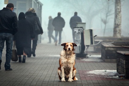 Ajutând animalele fără adăpost - o lume uimitoare a animalelor