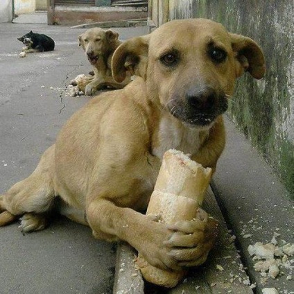 Ajutând animalele fără adăpost - o lume uimitoare a animalelor