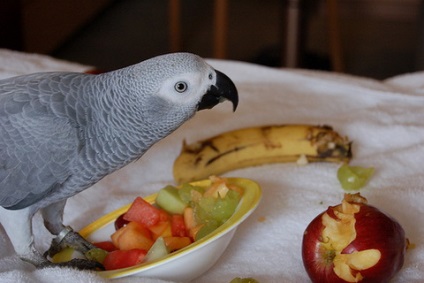 Papagalul nu mănâncă alimente, fructe, legume