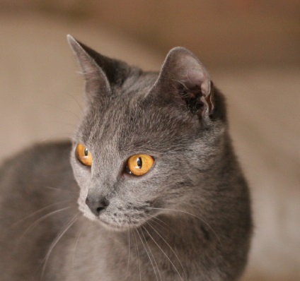 Rasă de pisici Chartreux sau pisici carteziană