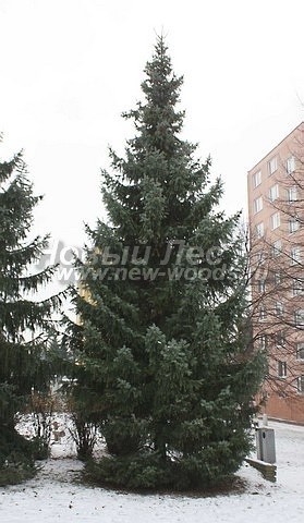 Plantare molid gros la sârbă (picea omorika) - galerie foto, servicii de plantare de dimensiuni mari