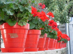 Condiții corecte pentru iernarea geranium, flori de interior, grădină