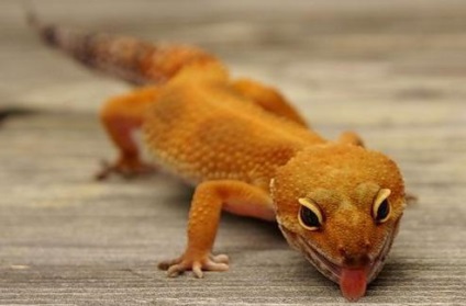 Reptile nume de animale cu fotografie