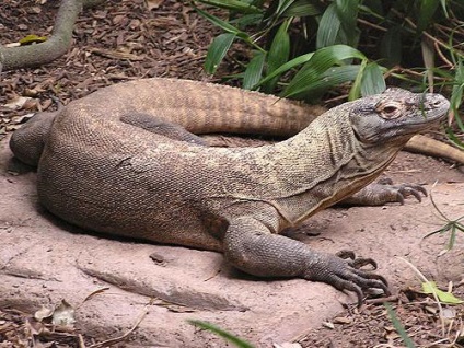 Reptile nume de animale cu fotografie