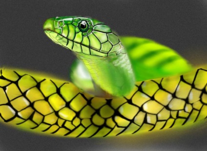 Reptile nume de animale cu fotografie