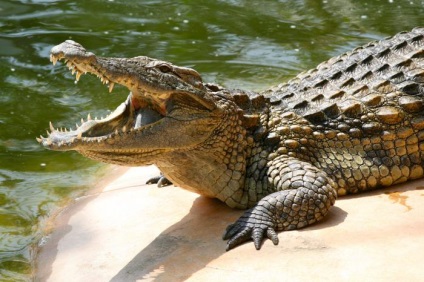 Reptile nume de animale cu fotografie