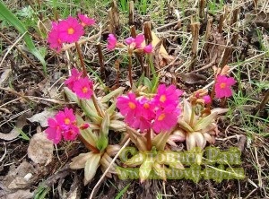 Primula (kankalin) a kertben és a házban