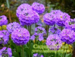 Primula (kankalin) a kertben és a házban