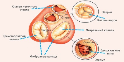 Scăderea simptomelor cardiace, cauzele și tratamentul