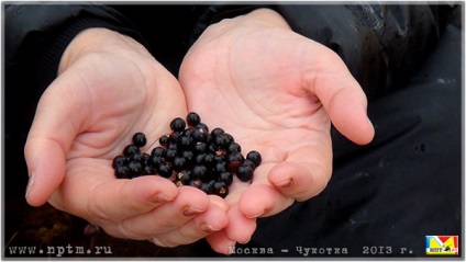 Natura Chukotka și pădurile sale incredibil de mici, dar îndepărtate pentru oameni mici