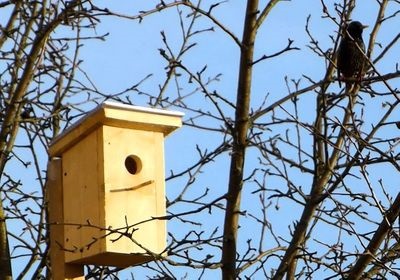 Suntem atrași de păsări la acest loc, agricultura naturală