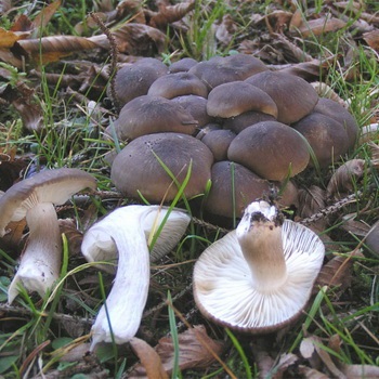 Procesul de prelucrare a ciuperci ryadovok cum să se ocupe în mod corespunzător ciuperci după recoltare