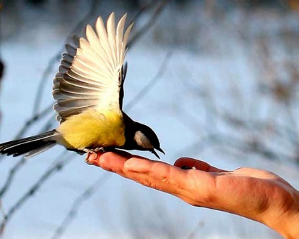 Păsări rolul lor în magie și formarea de semne