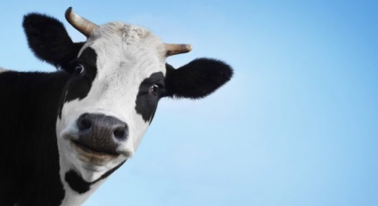 Furajele de vaci pun în pericol viața