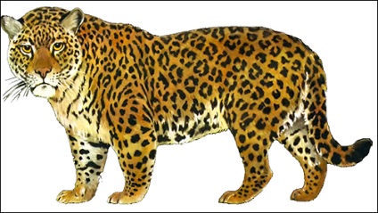 Puma (puma concolor) și jaguar (panthera onca), descrierea aspectului dimensiune greutate distribuție de culoare