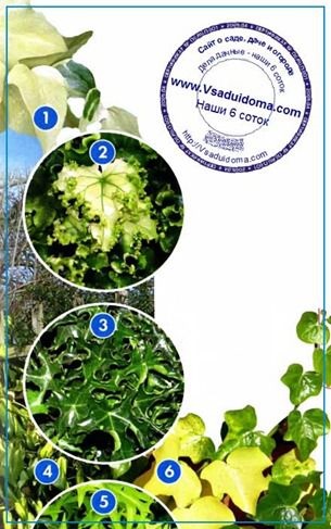 Planta Ivy (fotografie) - îngrijire varietate și specie, site despre grădină, cabana și plante de interior