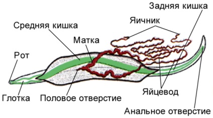 Szaporodás és életciklus „kiváltás”