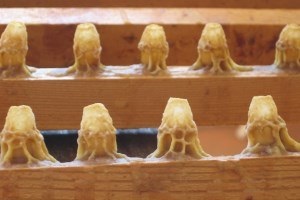 Creșterea și păstrarea albinelor în stupi, video