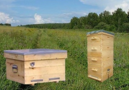 Creșterea și păstrarea albinelor în stupi, video