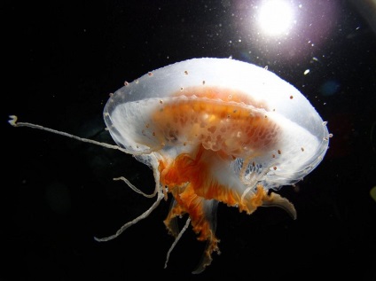 Specii rare și neobișnuite de meduze